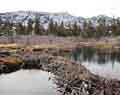 Beaver dam.  Glen Alpine Creek watershed.  Fallen Leaf Lake.  South Lake Tahoe, CA.