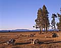 Wetland.  South Lake Tahoe, California.