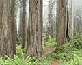 Backpacker. Redwood National Park. California.