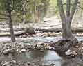 River.  Yosemite Valley. Yosemite National Park.  California.
