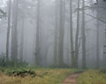 Sky Trail. Point Reyes National Seashore. California.