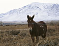 Donkey. Mammoth, California.