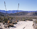 Century Plants. Anza Borrego State Park. California.