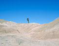 Una Palma. Anza Borrego State Park. California.