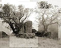 Oak Trees. Cazadero, CA.