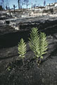 Rebirth. Mountain Blvd. Aftermath Oakland Firestorm 1991.