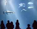 Monterey Bay Aquarium. Family editorial publication photographer.
